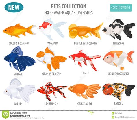 Photo about Freshwater aquarium fishes breeds icon set flat style on white. Goldfish. Create own infographic about pets. Vector illustration. Illustration of common, telescope, fantail - 96732746 Types Of Goldfish, White Goldfish, Lionhead Goldfish, Bubble Eye Goldfish, Common Goldfish, Comet Goldfish, Goldfish Types, Fantail Goldfish, Goldfish Aquarium