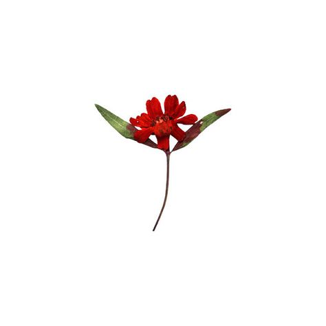 Pressed Flowers - Greetings of Grace (€1,82) ❤ liked on Polyvore featuring home, home decor, floral decor, flowers, plants, etc, filler, fillers - red, flower stem and red home accessories Red Backgrounds, Red Home Accessories, Flower Home Decor, Red Home Decor, Flower Stem, Decor Flowers, Flowers Plants, Red Flower, Pressed Flowers