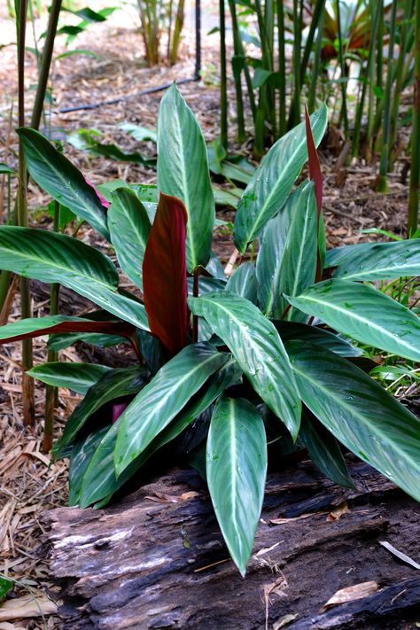 Stromanthe Sanguinea, Large Leaf Plants, Understory Plants, Ground Orchids, Screen Plants, Plants Tropical, Tropical Garden Design, Leafy Plants, Pot Plant