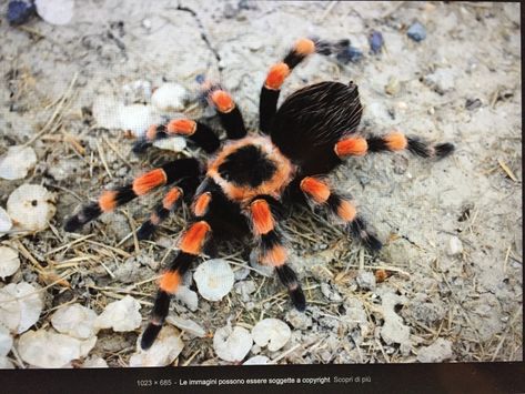 Brachypelma hamorii, Mexican Redknee Tarantula, New World Mexican Redknee Tarantula, Apartment Pets, Red Knee Tarantula, Cool Creatures, Pet Tarantula, Zoo Coloring Pages, Advanced Higher Art, Apartment Pet, Big Spiders