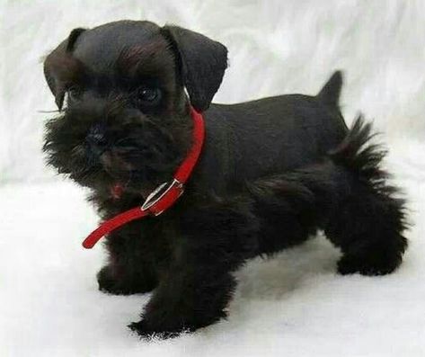 Black Schnauzer, Schnauzer Grooming, Mini Schnauzer Puppies, Schnauzer Puppies, Miniature Schnauzer Puppies, Schnauzer Puppy, Fox Terriers, Schnauzer Dogs, Mini Schnauzer