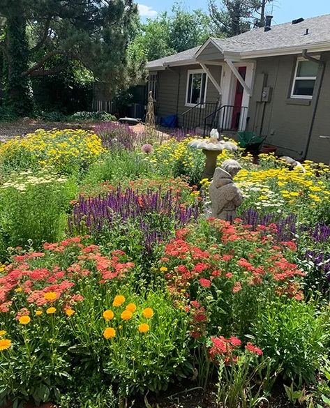 Customer Garden: A Neighborhood Native Garden In Denver, Colorado | High Country Gardens Blog Colorado Landscaping, Xeriscape Front Yard, High Country Gardens, Long Blooming Perennials, Drought Tolerant Perennials, Habitat Garden, Drought Resistant Plants, Native Plant Gardening, Country Gardens