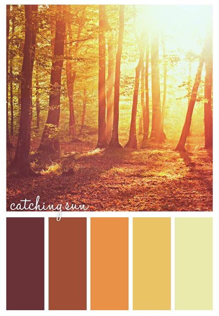 Sunrise Color Palette, Ceiling Color, Color Science, Desert Sunrise, Autumn Tones, Earth Energy, Perfect Room, Orange Tones, Design Seeds