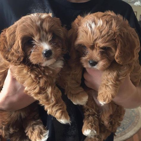 Cavapoo Red And White, Cavapoo Puppies Aesthetic, Red Cavapoo Full Grown, Red Cavoodle, Red Miniature Poodle, Red Cavapoo, Dream Puppy, Cavapoo Dogs, Cute Small Dogs