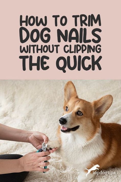 How To Trim Dog Nails Without Clipping the Quick How To Trim Dogs Nails, Dog Nail Trimming Tips, Clipping Dog Nails, Cut Dog Nails, Trimming Dog Nails, Dog Paw Care, Wrinkle Dogs, Dog Skin Care, Itchy Dog