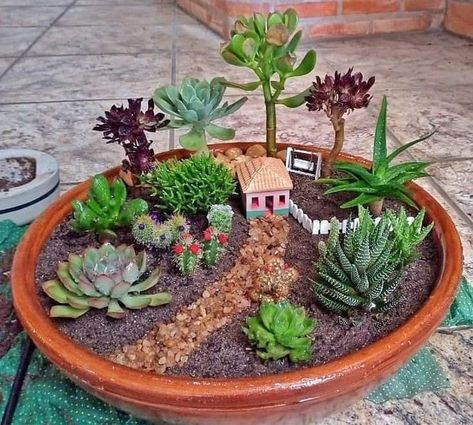 Mini Cactus Garden, Kaktus Dan Sukulen, Fairy Garden Pots, Fairy Garden Plants, Aesthetic Decoration, Succulent Garden Design, نباتات منزلية, Succulent Garden Diy, Dish Garden