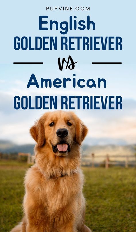 Long Hair Golden Retriever, Golden Dauchound Puppy, Golden Retriever Types, Groomed Golden Retriever, Short Hair Golden Retriever, Canadian Golden Retriever, Types Of Golden Retrievers, Gold Retriever Puppy, Golden Retriever Haircut Styles