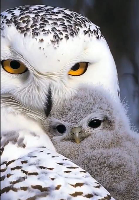 Snowy Owl Photography, Owl Aesthetic, Owl Photography, Snow Owl, Owls Drawing, Owl Pictures, Beautiful Owl, White Owl, Brussels Belgium