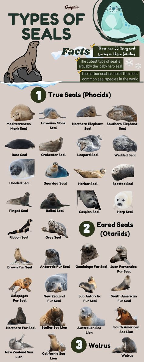 Harp Seal Pup, Oceanography Marine Biology, Animal Infographic, Leopard Seal, Fur Seal, Sea Mammal, Elephant Seal, Cute Seals, Seal Pup