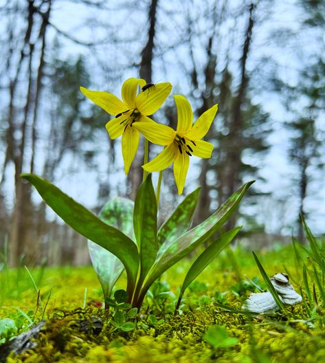 The first of the Trout Lilies has bloomed! Each spring, the forest floor is covered with them. Its leaves resemble a trout in a stream, and its blooms are dainty yellow nodding flowers. This wildflower is an ephemeral, which means after it blooms in early spring, it goes dormant until next spring. They are edible and, I hear, delicious for spring salads. They’re also used for many medicinal purposes. When the Victorians thought of them (they had a symbol for every flower), they thought o... Trout Lily, Spring Salad, Forest Floor, Early Spring, Cozy Cottage, Wild Flowers, Beautiful Flowers, Forest, Lily