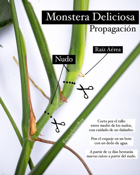 #monstera #propagacion #plantas Monstera Deliciosa, Feng Shui, Exterior, Plants, Green