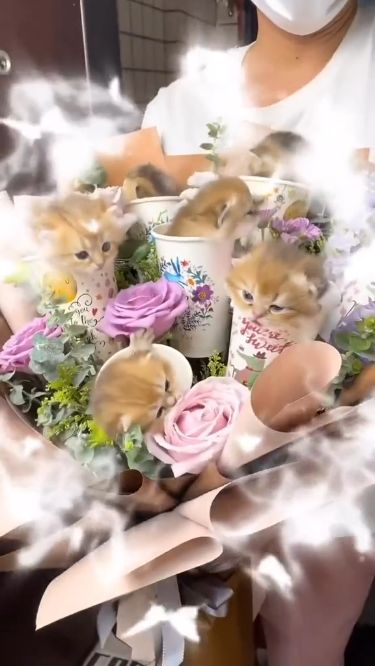 Just look at those kittens! * * * * * Dm for credit or removal Cat Flower Bouquet, Kitten Bouquet, Cat Bouquet, Wrapping Techniques, Gift Wrapping Techniques, Cute Tumblr Wallpaper, Cat Photos, Hand Bouquet, Cat Flowers