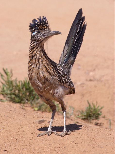 Roadrunner Drawing, Roadrunner Art, Road Runner Bird, Roadrunner Bird, Arizona Birds, Greater Roadrunner, Desert Animals, Incredible Creatures, Southwest Art