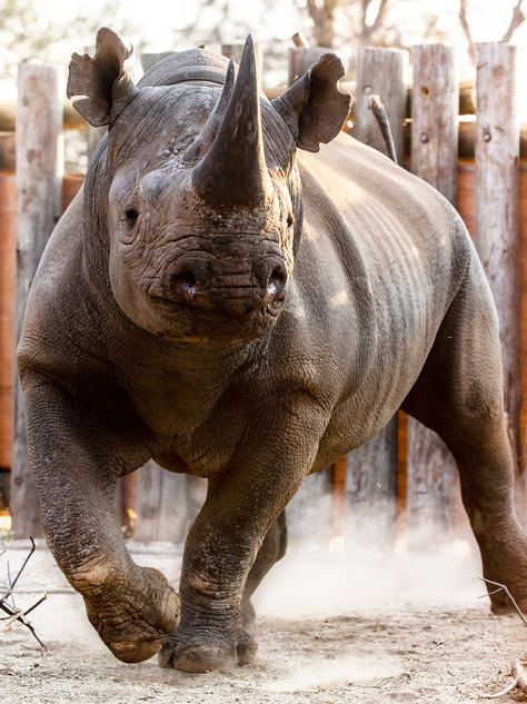 A Rare Success–Near-extinct East African black rhino return to the wild - Conservation Frontlines Ecological Restoration, Rhino Pictures, Zoo Miami, South African Animals, Nursery Murals, Comparative Anatomy, African Wildlife Photography, African Rhino, Drawing Resources