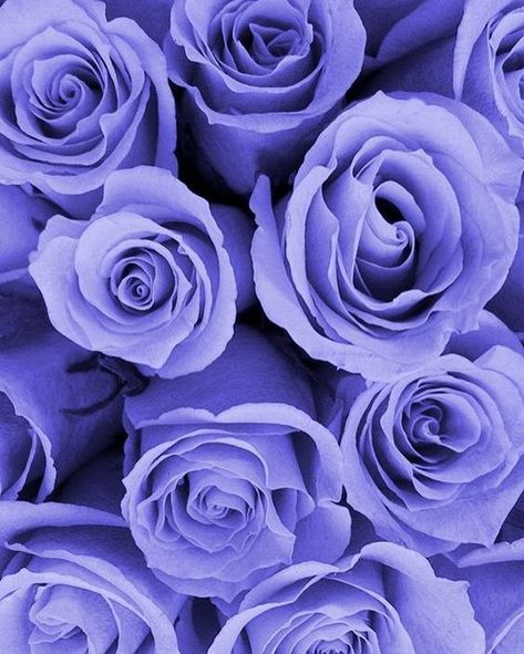 Ios Purple Wallpaper, Purple Rose Wallpaper, Iphone Wallpaper Flowers, Dream Catcher Wallpaper Iphone, Aesthetic Lavender, Purple Roses Wallpaper, Glitter Phone Wallpaper, Gold Wallpaper Iphone, Violet Aesthetic