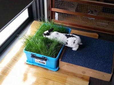 Ten Most Useful And Easy Life Hacks For Every Rabbit Owner Easy Life Hacks, Rabbit Enclosure, Rabbit Habitat, Pet Rabbit Care, Bunny Hutch, Bunny Room, Pet Bunny Rabbits, Lapin Art, Rabbit Life