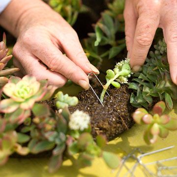 Secure the Cuttings: step 7:   Insert pins, such as crafts clips or floral pins (available from a florist), to hold cuttings in place. This is especially important for wreaths that will hang. Cuttings will root along their stems, but until they do, the pins will keep them secure.  Test Garden Tip: After planting, keep the wreath out of direct sunlight for a week. Gradually increase light levels to full exposure. In the hottest Zones, protect plants from midday sun. Indoors, set your succulent wr Succulent Wreath Diy, Living Wreath, Succulent Cuttings, Succulent Bouquet, Succulent Centerpieces, Propagating Succulents, Succulent Wreath, Hanging Succulents, Succulent Gardening