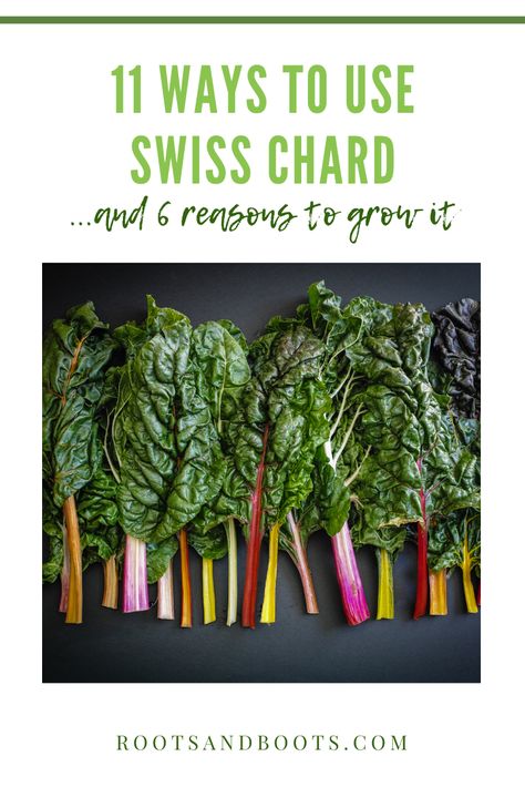 Chard Benefits, Swiss Chard Plant, Cooking Swiss Chard, Chard Recipes Healthy, Growing Swiss Chard, Swiss Chard Recipes Easy, Swiss Chard Recipes, Chard Recipes, Rainbow Chard