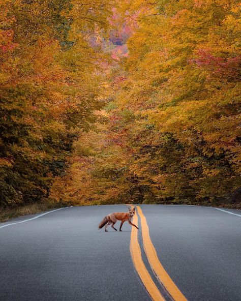 RYAN RESATKA on Instagram: “Hey there Mr. Fox!!! What do you think of the foliage?! 🍁🍂🍁🍂🦊” Oregon Nature, Oregon Life, Lovely Creatures, Majestic Animals, Winter Scenery, Cabin In The Woods, Wild Dogs, Red Fox, Magical Places