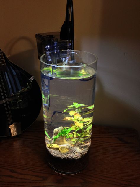 Cylinder Fish Tank, Vase Aquarium, Cylinder Aquarium, Vase Fish Tank Glass, Aquarium Cylinder, Cool Fish Tank Decorations, Vase Fish Tank, Planted Aquatic Jar, Aquarium Garden