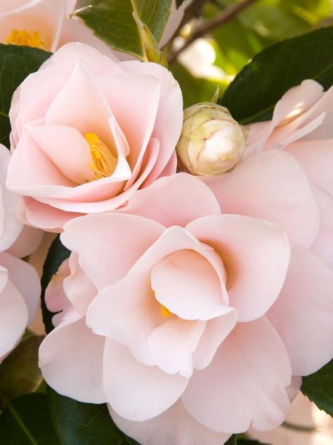 Favorite Flowers by State | HGTV Camellia Japonica, Most Popular Flowers, Plant Catalogs, Popular Flowers, Foundation Planting, Camellia Flower, Shade Trees, Woodland Garden, Winter Flowers