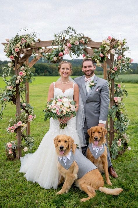 Dog wedding pictures