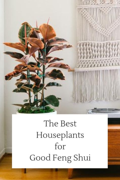 Best Feng Shui Plants, Feng Shui Bedroom Plants, Feng Shui Plants Houseplant, Feng Shui Bedroom Decoration, House Greenery, Accent Paint Colors, Feng Shui Kitchen, Feng Shui Plants, Best Houseplants