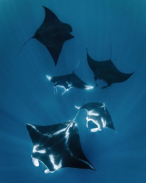 Manta Rays, Raja Ampat, Manta Ray, The Guardians, Storytelling, Indonesia, Swimming, Train, On Instagram