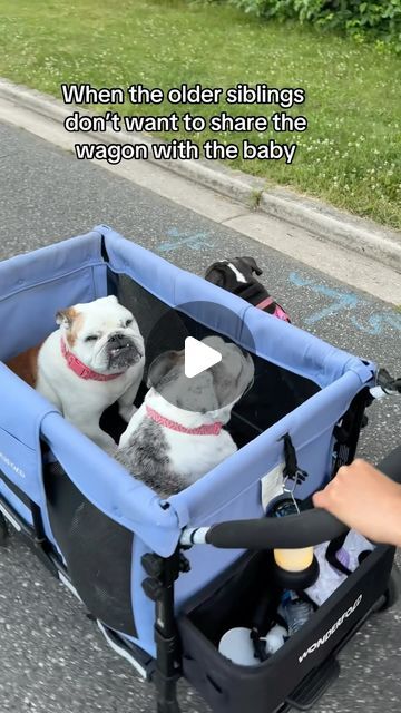 Phoebe, Coco, Lexi on Instagram: "When u have 3 bulldogs, u get creative with walking them. Only bulldogs parents get this 🤦🏻‍♀️
.
There’s a Amazon link in our bio for this exact model from wonderfold 
.

#bulldog #wagonwheel #spoileddogs #dogparents #bulldogparents #bulldogofinstagram" Baby Bulldogs, Baggy Bulldogs, Cute Bulldog Puppies, Doggie Treats, French Bulldog Funny, Spoiled Dogs, Bulldog Funny, Havanese Puppies, Cute Bulldogs