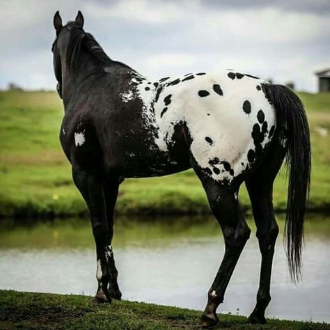 Black Appaloosa, Blanket Appaloosa, Horse Markings, Corgi Puppies, Black Blanket, Types Of Horses, American Quarter Horse, Most Beautiful Horses, Let You Go