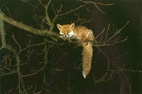 Fox sleeping on a tree branch Fox Sleeping, Fantastic Fox, Fabulous Fox, Nosara, Fox Pictures, Fox Art, Cute Fox, Woodland Creatures, Red Fox