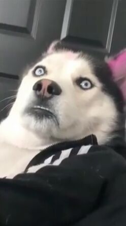 Siberian Husky Funny, Husky Eyes, Eyes Meme, Wholesome Stuff, Funny Dog Faces, Husky Funny, Dream's Cat, Siberian Husky Puppies, Funny Animal Photos