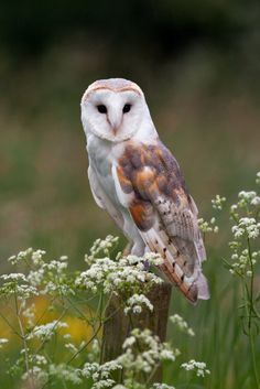 Barn Owl, A Tree, Owls