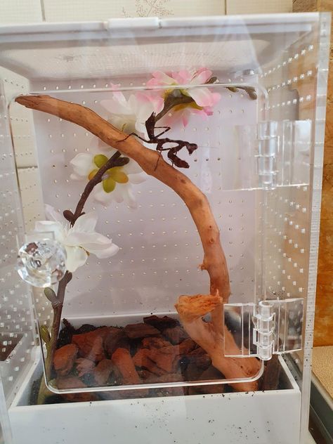 Prey Mantis, Terrarium Tank, Orchid Mantis, Reptile Room, Terraria, Jumping Spider, Vivarium, Animal House, Reptiles