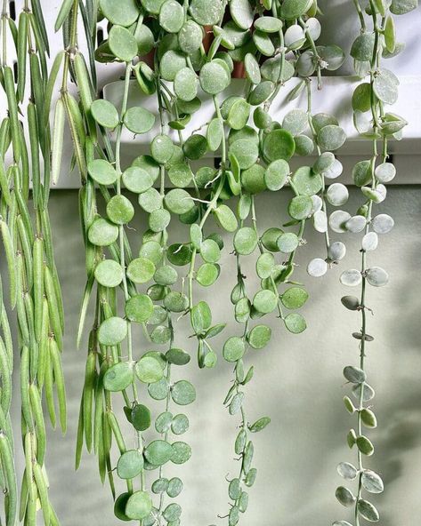 Trailing Plants Indoor, Affair Quotes Secret Love, Living Wreaths, Trailing Succulents, Affair Quotes, Succulent Garden Outdoor, String Garden, String Of Pearls Plant, Garden Hacks Diy