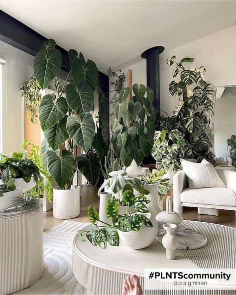 Indoor plants with big leaves improve your interior! Indoor Plants Styling Living Rooms, Fall Dining Room Table Decor, Fall Dining Room Table, Tall Indoor Plants, Indoor Plants Styling, Bedroom Ideas Romantic, Tanaman Indoor, Plant Room, Trendy Plants