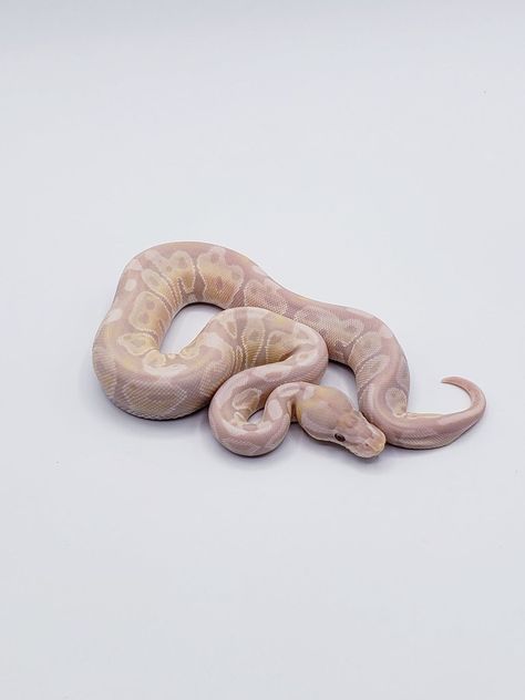 Lavender Ball Python, Cute Python, Cute Animal Pics, Ball Python Snake, Baby Ball Python, Snake Pet, Snake Terrarium, Danger Noodles, Cool Snakes