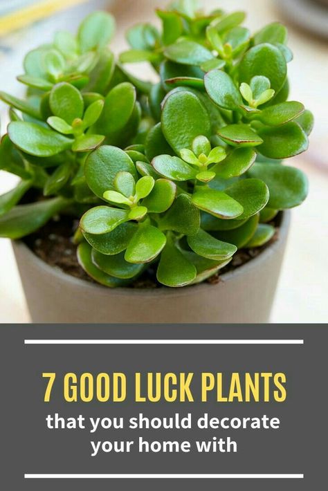 Good Luck Flowers, Good Luck Plants, Best Plants For Home, Feng Shui Plants, Money Tree Plant, Frugal Gardening, Lucky Plant, Basil Plant, Best Indoor Plants