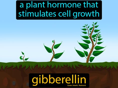 Gibberellin definition: A plant hormone that stimulates cell growth. Plant Hormones, Study Strategies, Cell Growth, High School Life, 9th Grade, Easy Science, Growth Hormone, Science Biology, Class 10