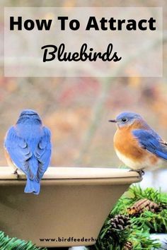 Blue Bird House Painting Ideas, Painted Bluebird Houses, Diy Bluebird House, Bluebird House Plans Diy, Blue Bird Houses Diy, Blue Jay Bird House, Bluebird Feeder, Bluebird Birdhouse, Bluebird Houses