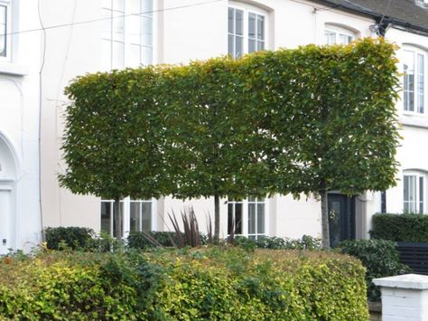 Pleached Hedge, Pleached Hornbeam, Box Hedge, Garden Barrier, Pleached Trees, Lined Driveway, Planting Schedule, Contemporary Gates, Hornbeam Hedge