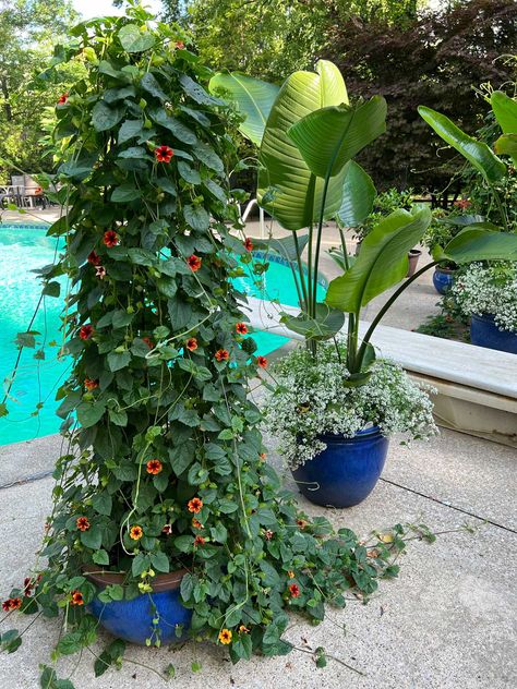 Black Eyed Susan Vine Trellis Ideas + Care Tips (Thunbergia) Thunbergia Vine, Vine Trellis Ideas, Mandevilla Trellis, Black Eyed Susan Vine, Houseplant Trellis, Vining Plants, Slow Flower, Vine Trellis, Trellis Ideas