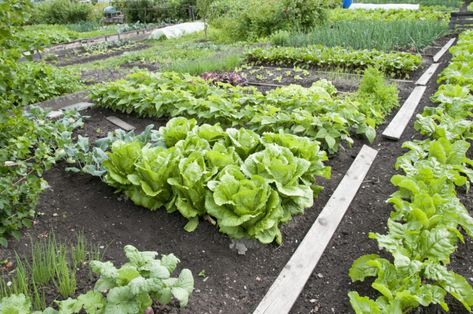 Vegetables For Zone 5 Gardens: Tips On Growing Vegetables In Zone 5 Succulent Greenhouse, Vegetable Planting Guide, When To Plant Vegetables, Vegetable Garden Planner, Raised Vegetable Gardens, Garden Layout Vegetable, Plant Zones, Garden Plots, Organic Vegetable Garden