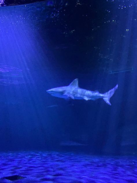 Ocean Shark Aesthetic, Shark Pics Aesthetic, Shark Core Aesthetic, Shark Widget Aesthetic, Sharkcore Aesthetic, Blue Shark Wallpaper, Blue Shark Aesthetic, Sharks Aesthetic, Shark Aesthetics