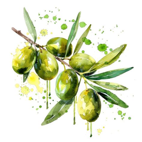 A dynamic watercolor painting of an olive branch, with vibrant green olives stock photography Olive Branch Watercolor Paintings, Olive Branch Painting, Olive Tree Painting, Green Olives, Olive Branch, Vibrant Green, Italian Food, Vector Design, Watercolor Painting