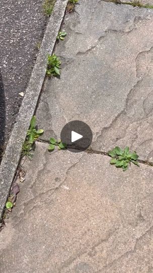 This editor approved garden hack from @nancy.birtwhistle is the perfect way to get rid of your weeds effectively & cheaply using things from your kitchen 🌱

1. Pour boiling water over your weeds
2. Sprinkle salt over them
3. Wait a few days ⏰ and you should be able to pull them easily out of the ground | Ideal Home | Billie Eilish · BIRDS OF A FEATHER Nancy Birtwhistle, Garden Hack, Sprinkle Salt, Birds Of A Feather, Boiling Water, Yard Ideas, Bird Feathers, Ideal Home, Billie Eilish