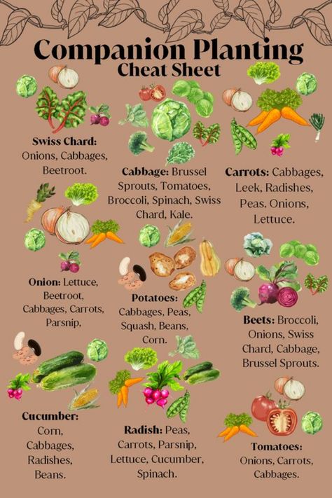 Garden Companion Planting, Vegetable Garden Planning, Vegetable Garden Diy, Veg Garden, Food Forest, Home Vegetable Garden, Container Gardening Vegetables, Vegetable Garden Design, Food Garden