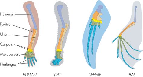 Homology and Analogy - A lesson in Biology — Sanibel Sea School Homologous Structures, Evolution Activities, Convergent Evolution, Genetic Variation, Dna Sequence, Theory Of Evolution, Brain Art, Structure And Function, Similarities And Differences