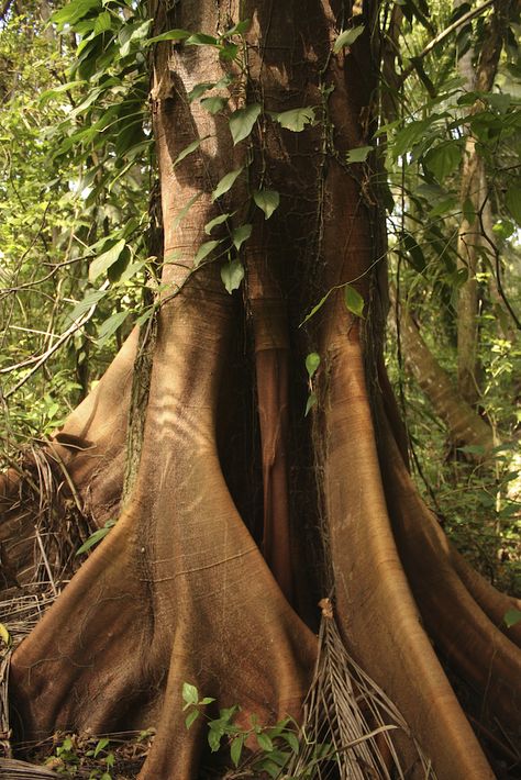 Ceiba Tree, Tayrona National Park, Mayan People, World Of Chaos, Sacred Tree, Tree Spirit, Fast Growing Trees, Tropical Tree, Tree Care