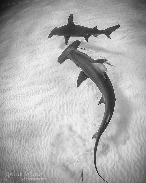 Bimini's Great Hammerheads (@biminihammers) no Instagram: “•••••••••••••••••••••••••••••• Photographer: @60poundbullet ••••••••••••••••••••••••••••••…” Hammerhead Shark Tattoo, Hammerhead Sharks, Save The Sharks, Shark Photos, Cool Sharks, Sea Dog, Shark Pictures, Shark Drawing, Aesthetic Orange